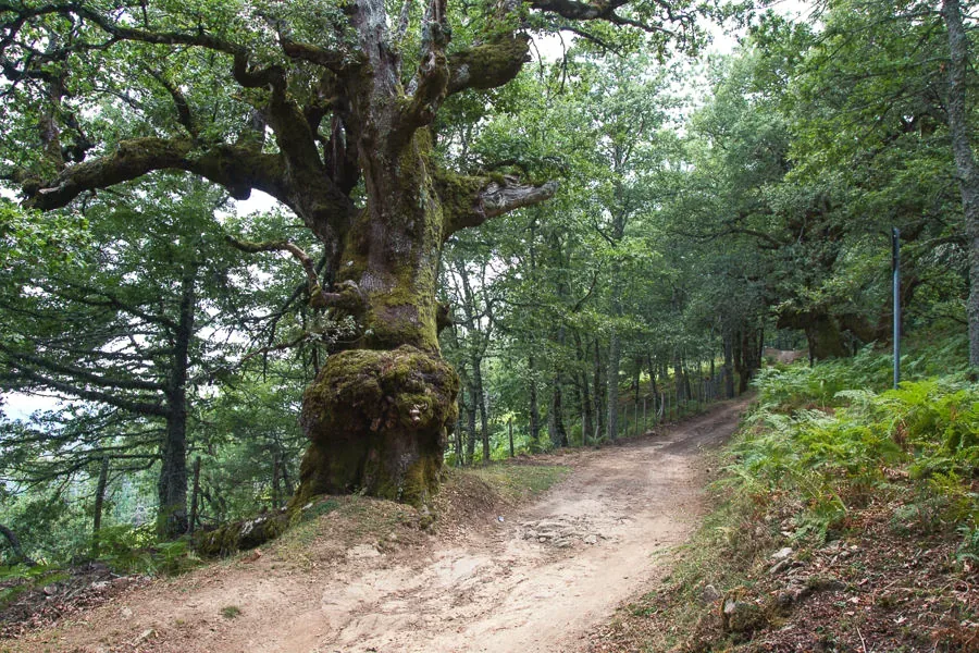 Un albero secolare lungo un sentiero del Bosco di Malabotta